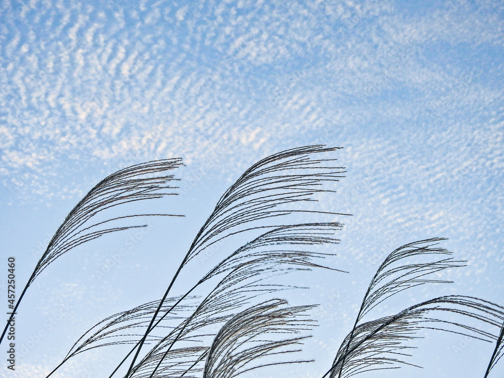 十五夜の月見といえばハギとともにススキを飾ります 花札では旧暦8月 新暦の感覚で秋に相当する時節に用いられます 最近はススキツアーまで登場 Stock Photo Adobe Stock