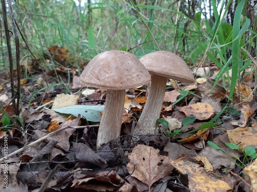 A couple of edible mushrooms in the forest