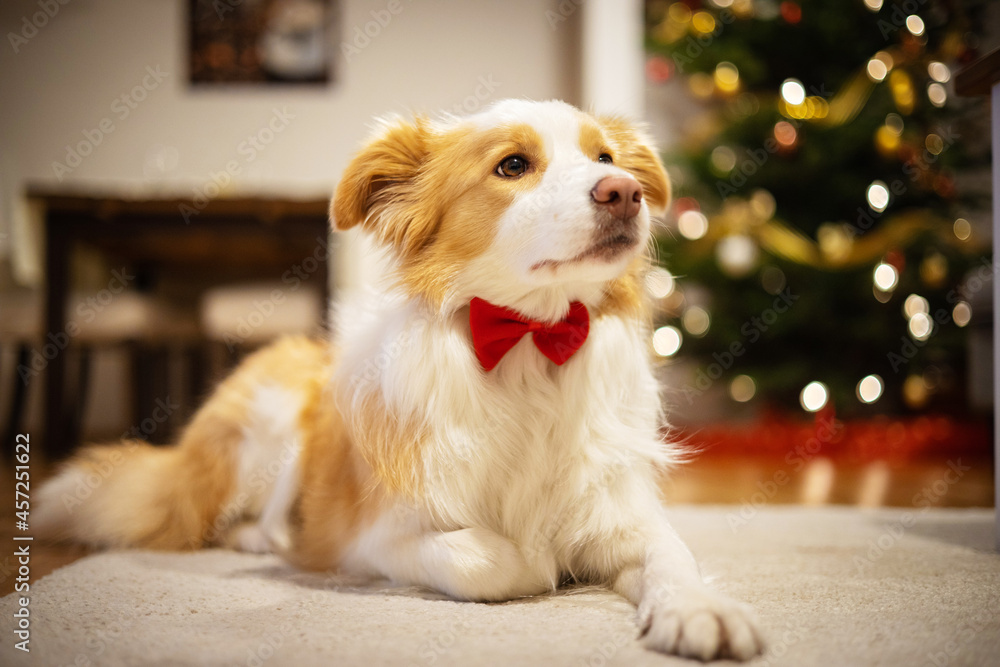 Lying border collie with a bow tie around his neck. Lying dog in front of a Christmas tree