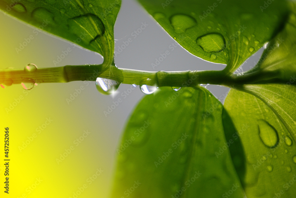 Fototapeta premium MACRO PLANTA DE INTERIOR CON ROCÍO