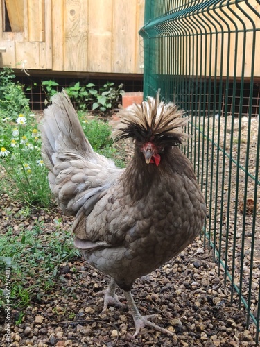 Grey colored crested chicken walking in a paddock fenced with a grid on the farm