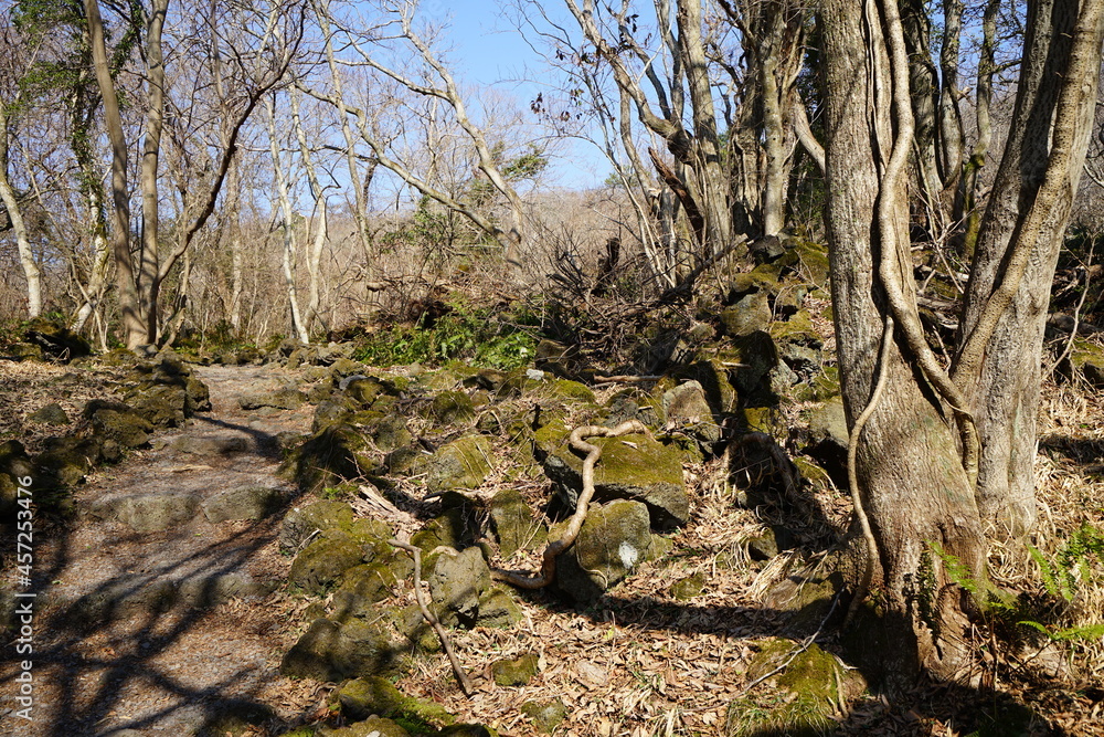 a dreary autumn forest with bare trees and vines a dreary autumn forest with bare trees and vines