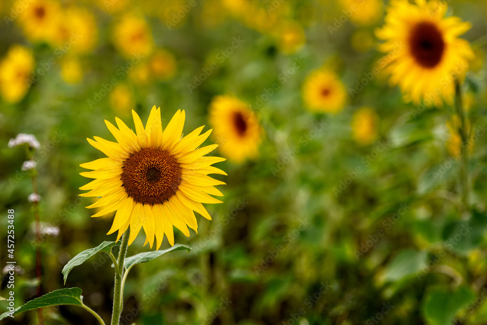 sunflower field in sunshine, bright vibrant flower landscape in summer time sunflower field in sunshine, bright vibrant flower landscape in summer time