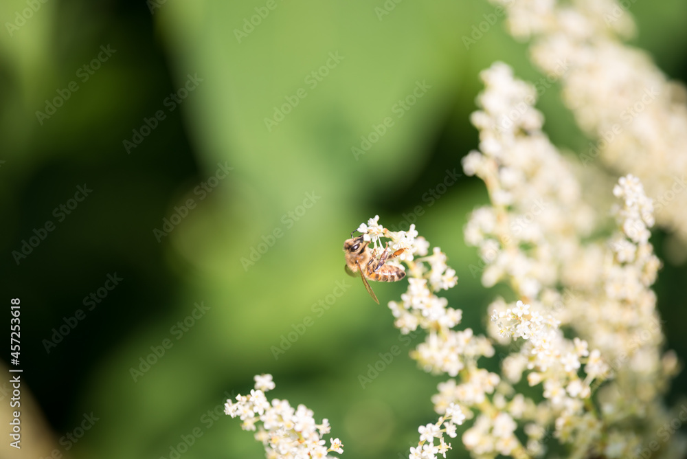 A bee collects nectar from white flowers of Prunus lusitanica. A bee collects nectar from white flowers of Prunus lusitanica.