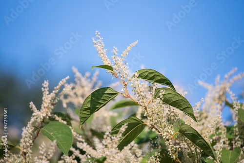 White flowers against the blue sky. Flowering plants of Prunus lusitanica.