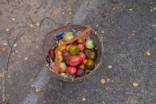 A variety of tomatoes are stacked in a basket, the harvest is a tomato of mixed varieties photo