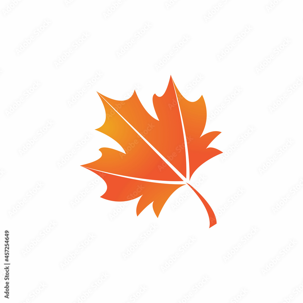 Fototapeta premium Maple leaf vector illustration design template