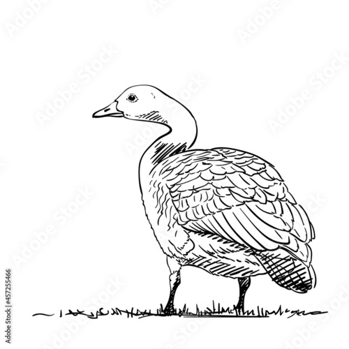 goose