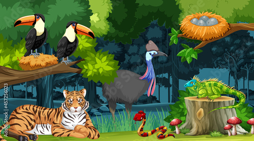 Photography Wild animals in forest landscape background