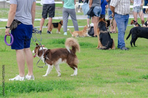 Man and Border Collie dog in the foreground. People with German Shepherd, Beagles and Labradors behind. Pets. Summertime. Outdoors. Blurred motion, defocus, noise, grain effect.