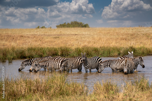 Zebras grazing in groups at sunset in Mara triangle during migration season