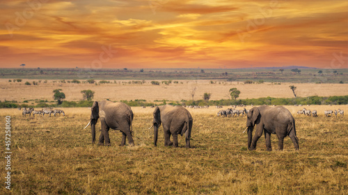 Clsoe up of African Bush Elephants walking on the road in wildlife reserve. Maasai Mara, Kenya, Africa.