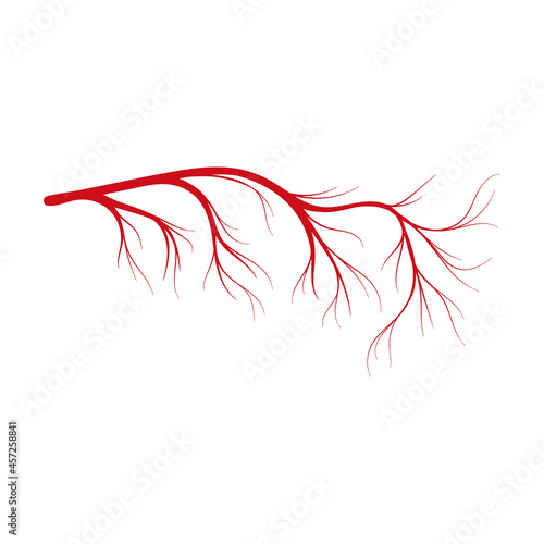 Vein of human vector cartoon icon. Vector illustration artery of blood on white background. Isolated cartoon illustration icon of vein of human .