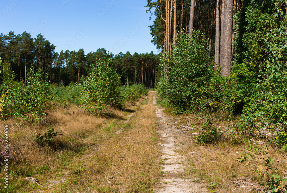 Sandy road in the forest, morning, lots of yellow light, golden grass, green leaves, sky not visible, predominance of conifers Sandy road in the forest, morning, lots of yellow light, golden grass, green leaves, sky not visible, predominance of conifers