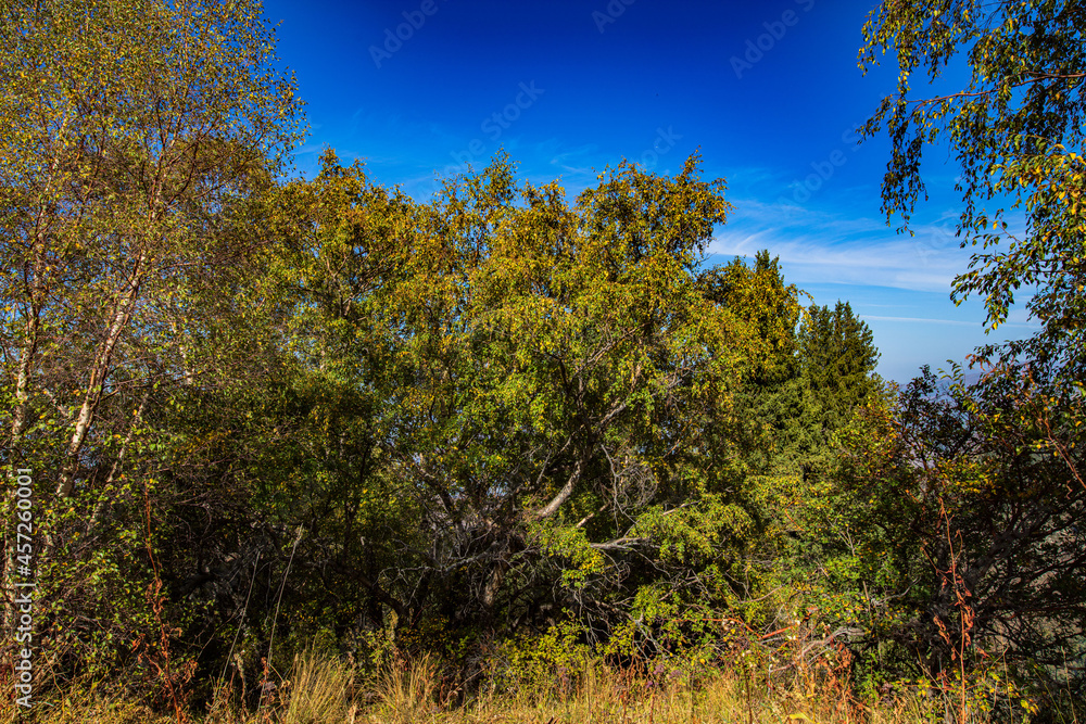 autumn trees in the forest autumn trees in the forest