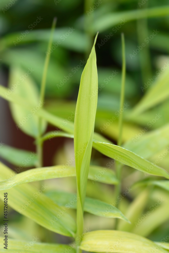 Pygmy Bamboo Pygmy Bamboo