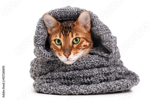 Cold funny cute beautiful ginger bengal cat cover with warm knitted scarf on white background,looking at camera.Pet warm clothes,homeless or heating or fear concept.Domestic animal playing or hiding.