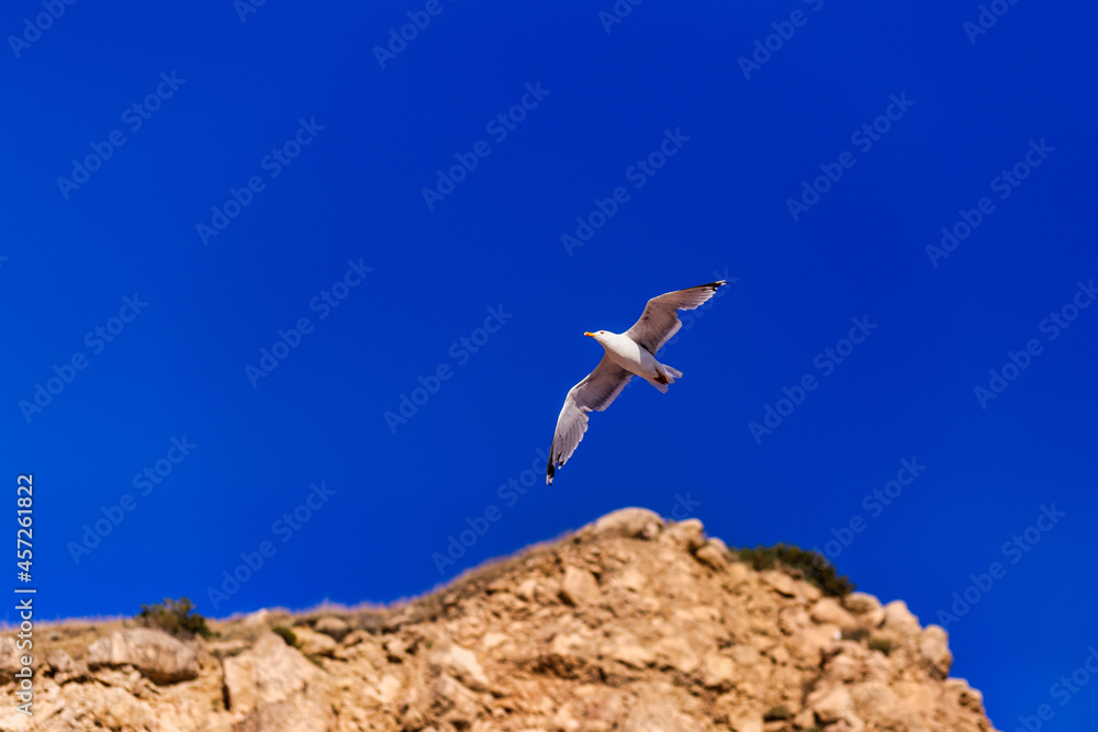 Seagull flying high on the wind. flying gull. Seagull flying on beautiful blue sky