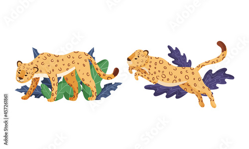 Spotted Leopard or Jaguar with Yellow Skin Standing and Jumping in Tropical Leaves Vector Set