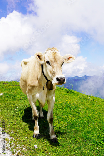 Cow with a cowbell on a mountain pasture on the Hahnenkamm in Austria.