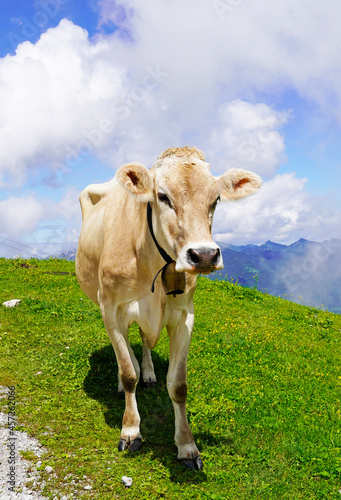 Cow with a cowbell on a mountain pasture on the Hahnenkamm in Austria. © Elly Miller