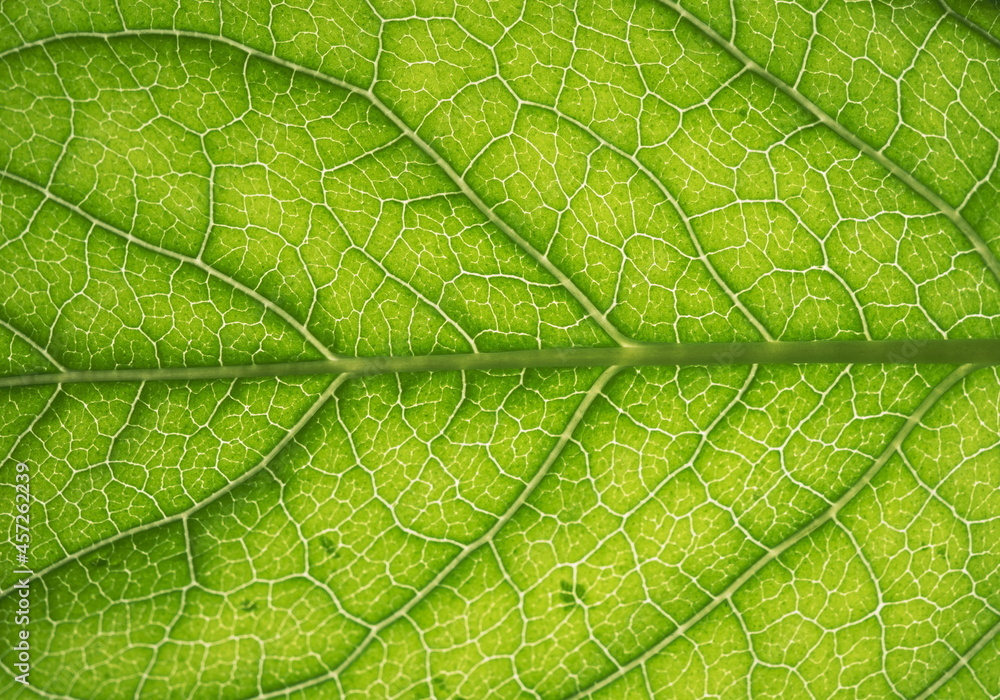 The surface of the leaf of the tree. Floral texture The surface of the leaf of the tree. Floral texture