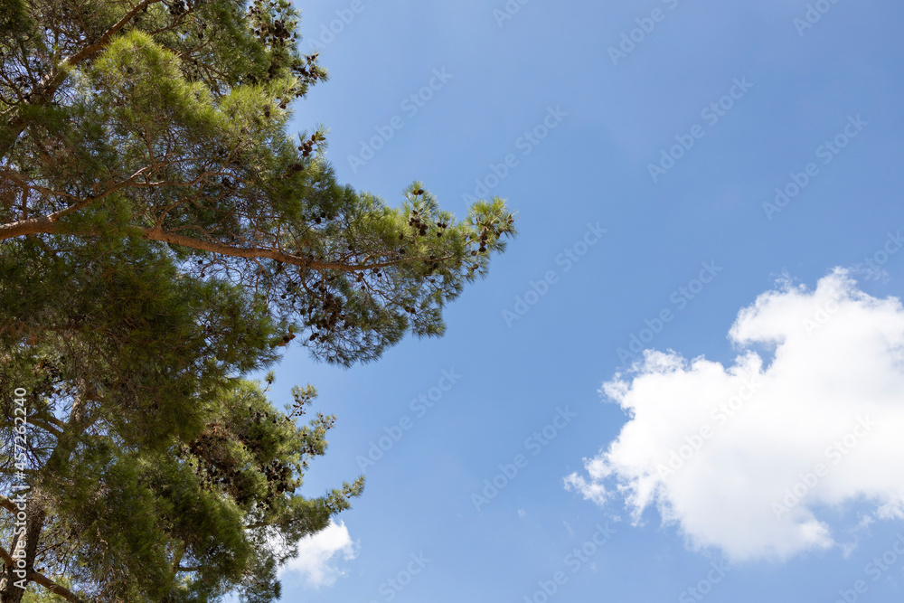 pine tree and cloudy sky pine tree and cloudy sky