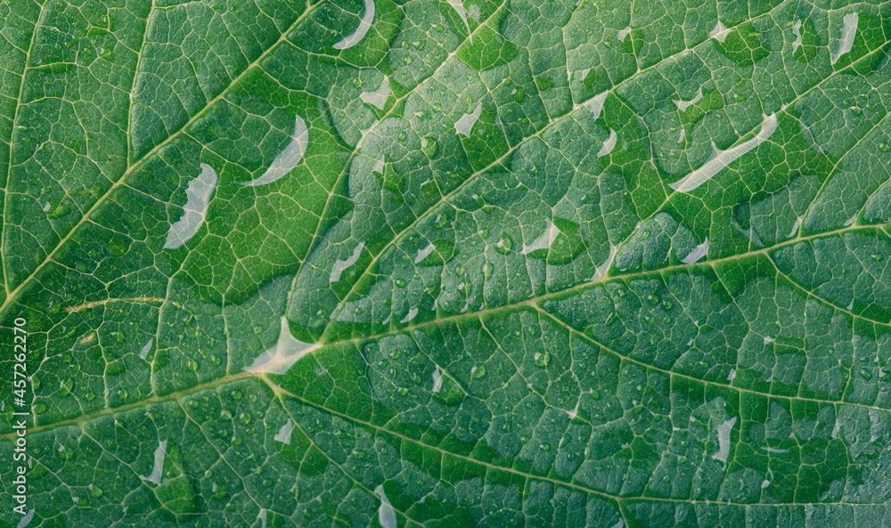 Fototapeta premium Drops of transparent rain water on a leaf. Floral macro background 