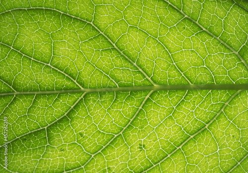 The surface of the leaf of the tree. Floral texture