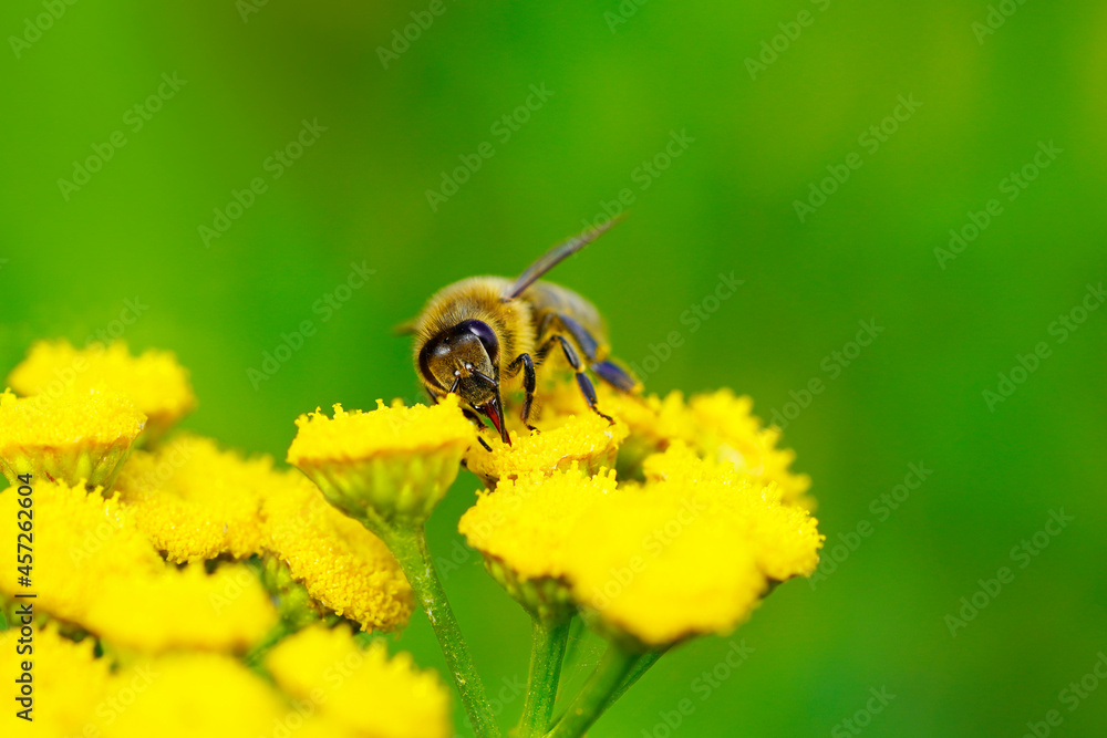 Bee collects nectar and pollen on a yellow flower. Apis mellifera. Insect close up. Bee collects nectar and pollen on a yellow flower. Apis mellifera. Insect close up.