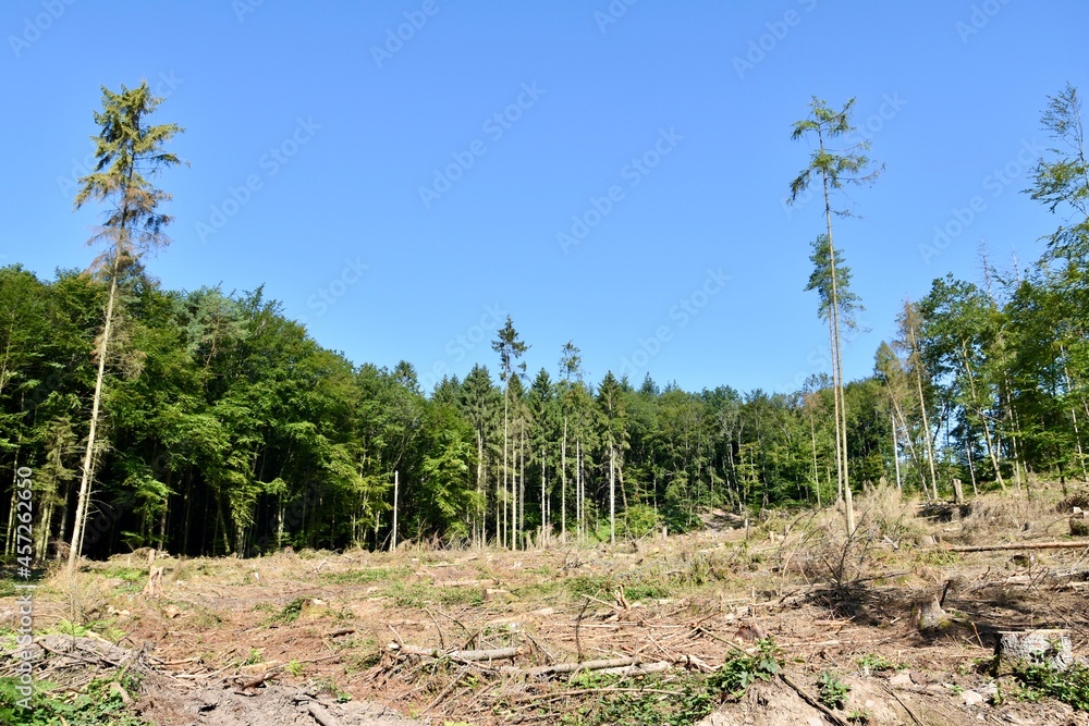 Gefällter und zerstörter Wald wegen Borkenkäfer