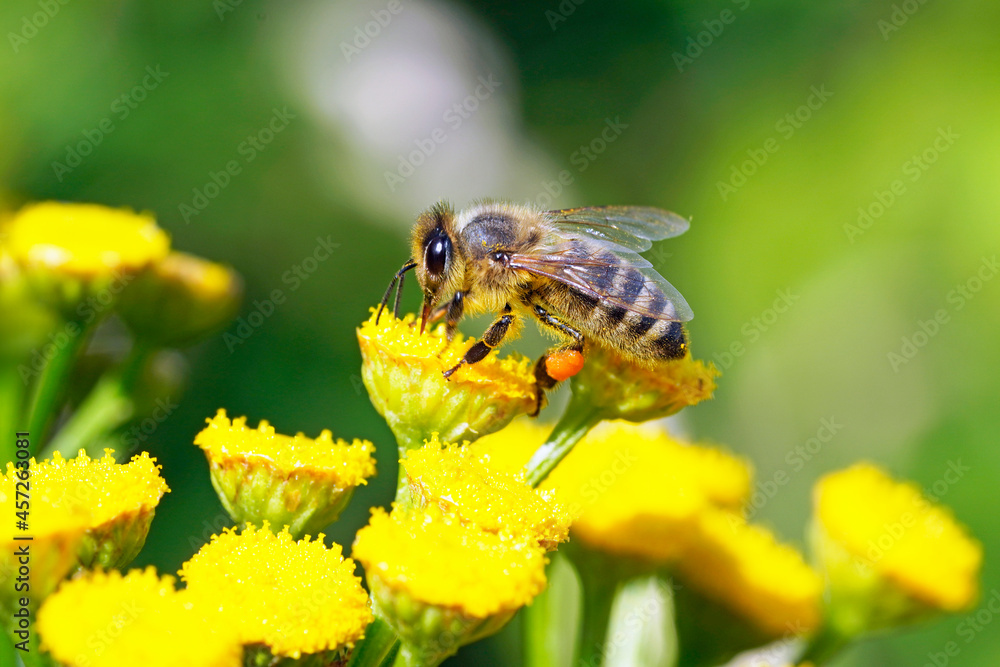 Bee collects nectar and pollen on a yellow flower. Apis mellifera. Insect close up. Bee collects nectar and pollen on a yellow flower. Apis mellifera. Insect close up.