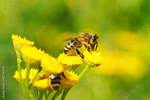 Bee collects nectar and pollen on a yellow flower. Apis mellifera. Insect close up. © Elly Miller
