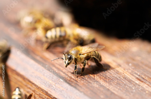 Close-up of bees on a wooden surface at the entrance of a beehive. Apis mellifera. © Elly Miller