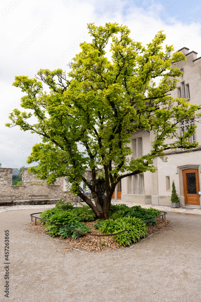 Tree in the courtyard
