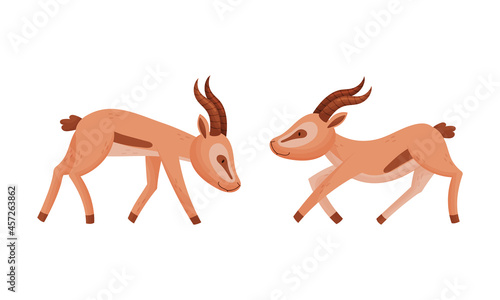 Standing African Gazelle as Fawn-colored Antelope Species with Curved Horn Vector Set