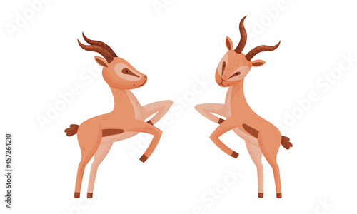 African Gazelle Standing on Hind Limb as Fawn-colored Antelope Species with Curved Horn Vector Set
