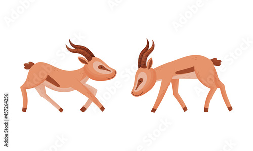 Standing African Gazelle as Fawn-colored Antelope Species with Curved Horn Vector Set