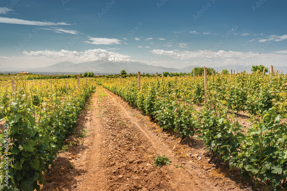 Smooth rows of vineyards against the backdrop of the majestic Mount Ararat in Armenia. Grape agriculture and production of high-quality varieties of wine