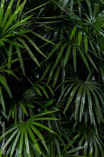 Palm tree leaves in a forest.