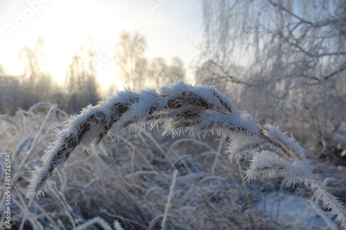 Blade of grass on a sunny winter day