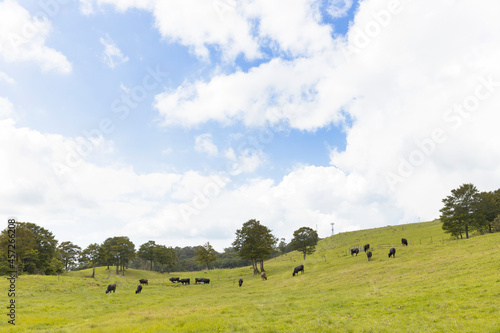 青空と牧場の牛たち