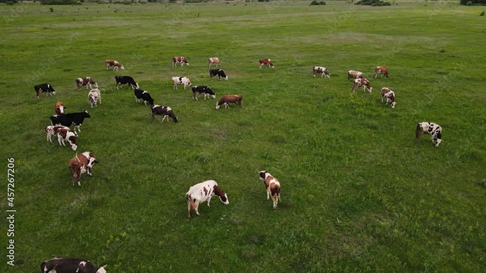green field with many cows. aerial shooting green field with many cows. aerial shooting