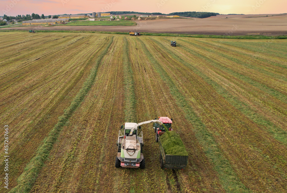 Obraz premium Forage harvester during grass cutting for silage in field. Harvesting biomass crop. Self-propelled Harvester for agriculture industry. Tractor work on silage season. Farm equipment and farming machine