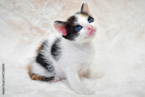 little kitten cat sitting comfortably on a fluffy white blanket