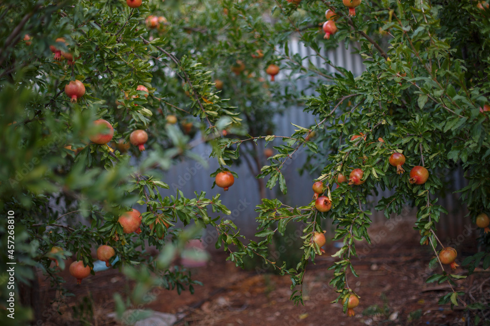 Garden of pomegranates on pomegranate trees in Adelaide, South Australia Garden of pomegranates on pomegranate trees in Adelaide, South Australia