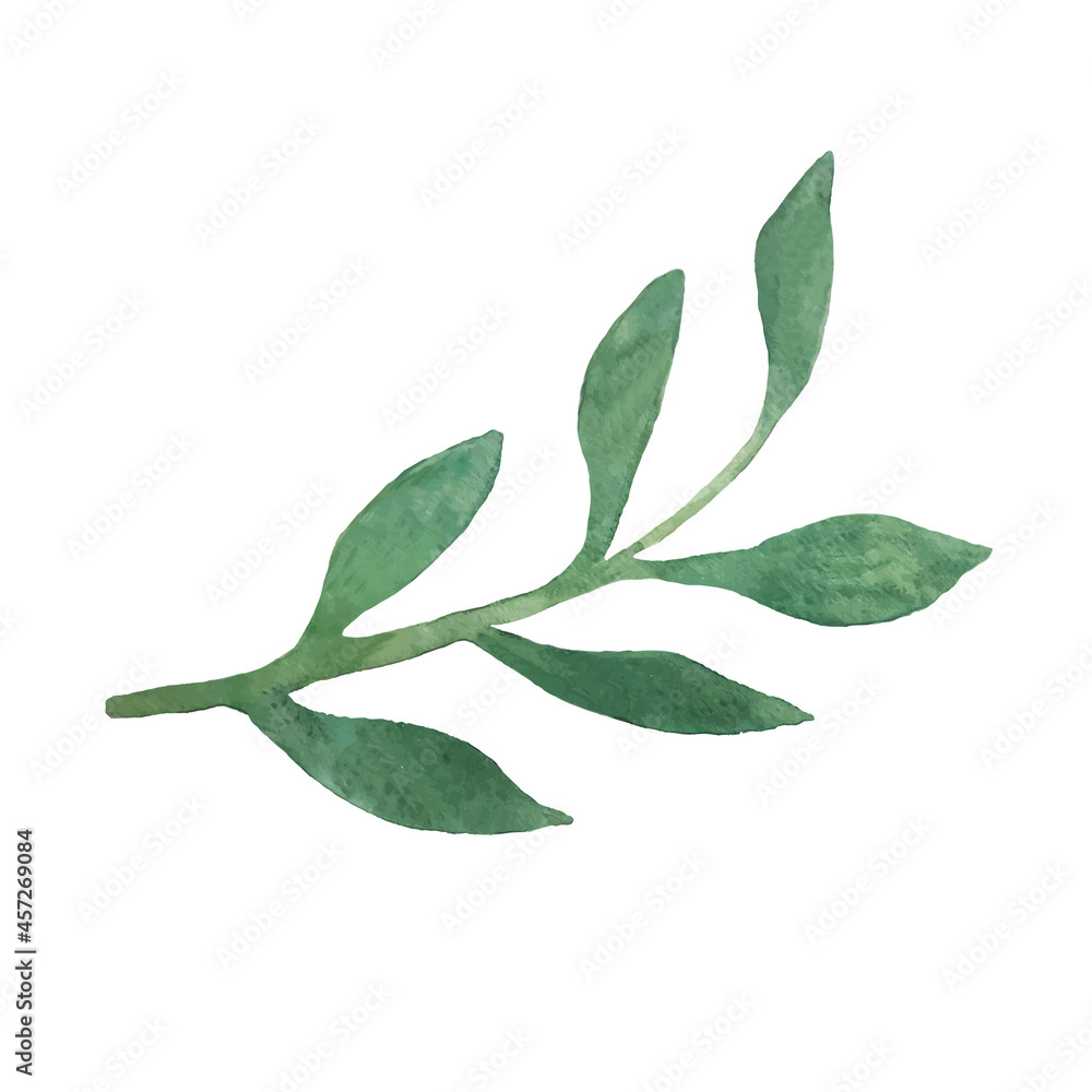 hand drawn watercolor plant isolated on white vector illustration. Floral branch in minimalistic style.