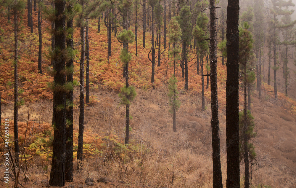 Obraz premium Flora of Gran Canaria - Pinus canariensis, fire-resistant Canary pine, able to recuperate after wildfire, natural macro floral background