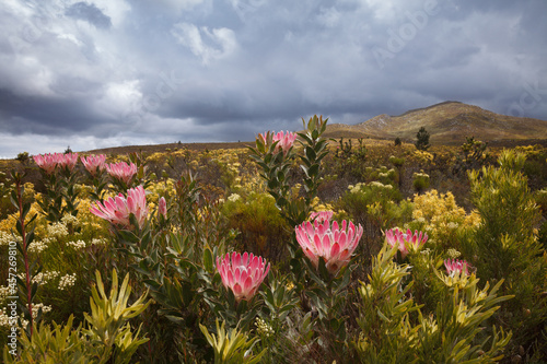 Stunning pink proteas and mountain fynbos on a stormy spring day in the Southern Cape, South Africa. Species Protea compacta aka Bot River Sugarbush photo
