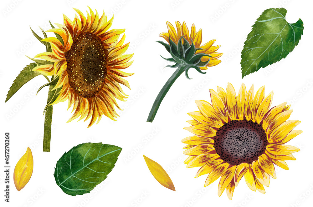 Obraz premium Sunflower set on a white background.